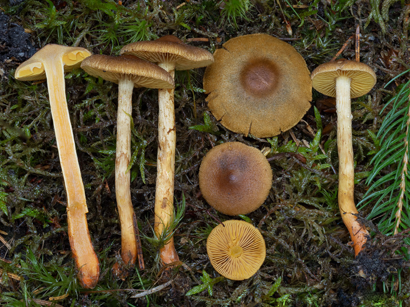 Cortinarius bataillei